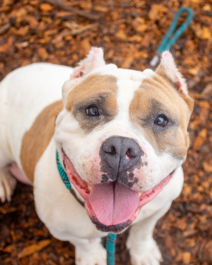Shelter Stray Female Dog last seen Near Chamblee Dunwoody Rd, Chamblee, GA 30341, 30341, GA, Atlanta, GA 30341