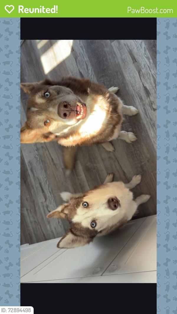 Reunited Male Dog last seen midway school rd, Thomasville, NC 27360