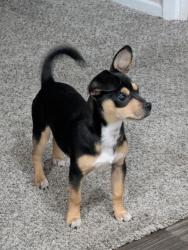 Lost Female Dog last seen Near Brookport San Antonio TX 78238, San Antonio, TX 78238
