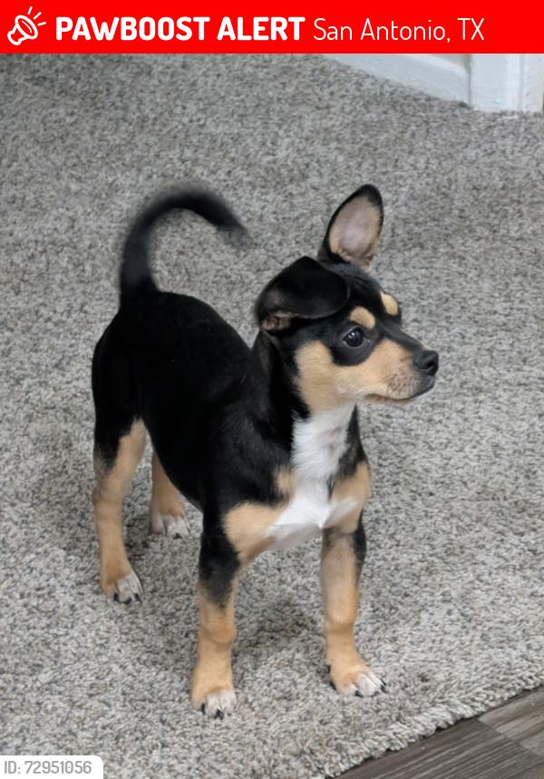 Lost Female Dog last seen Near Brookport San Antonio TX 78238, San Antonio, TX 78238