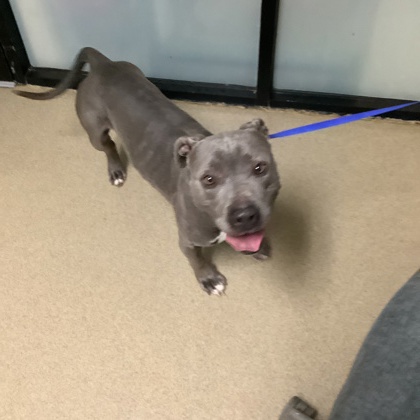 Shelter Stray Male Dog last seen Fort Worth, TX 76110, Fort Worth, TX 76119