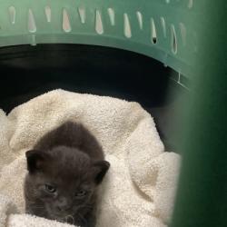 Shelter Stray Female Cat last seen Fort Worth, TX 76107, Fort Worth, TX 76119