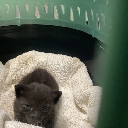 Shelter Stray Female Cat last seen Fort Worth, TX 76107, Fort Worth, TX 76119