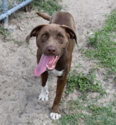 Shelter Stray Female Dog last seen Citrus County, FL 34428, Inverness, FL 34450