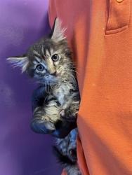 Shelter Stray Male Cat last seen Near Tierra Limpia, CITY of El Paso, TX, Fort Bliss, TX 79906