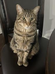 Lost Female Cat last seen Standing Rock Rd , Eastvale, CA 92880