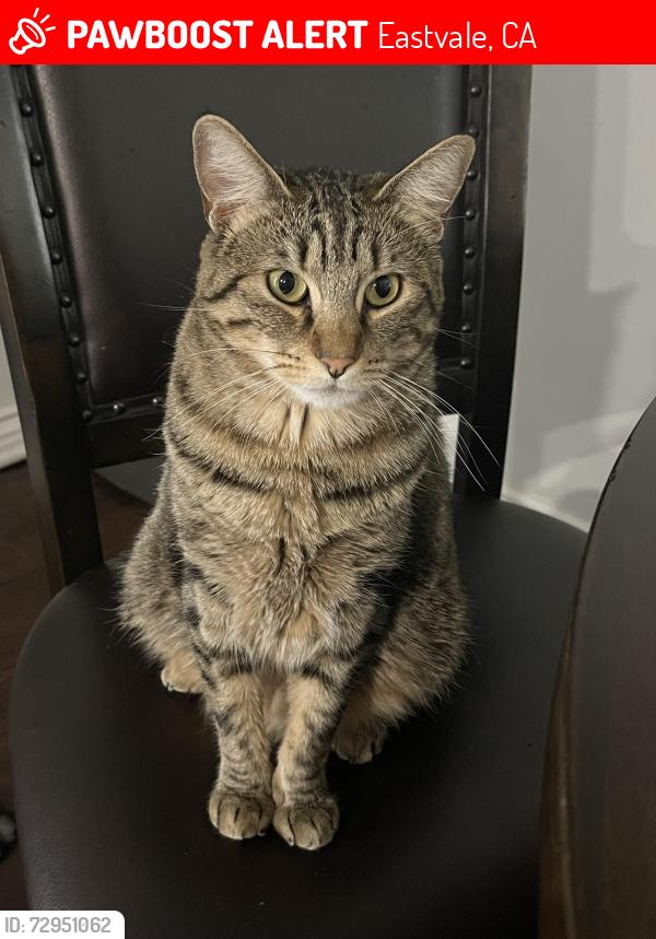 Lost Female Cat last seen Standing Rock Rd , Eastvale, CA 92880