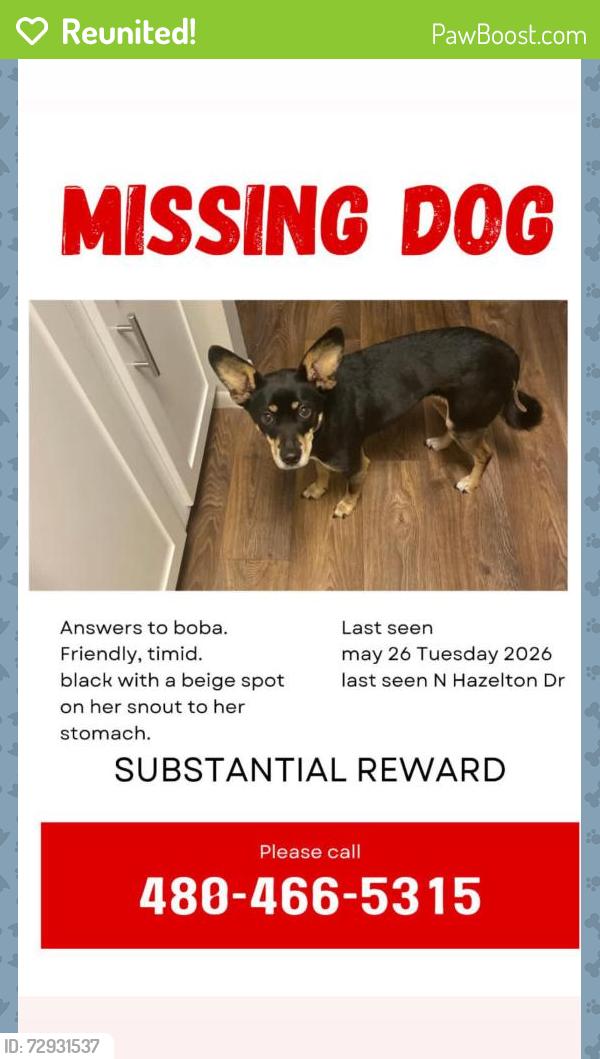 Reunited Female Dog last seen Near N Hazelton Dr Chandler, AZ  85226 United States, Chandler, AZ 85226