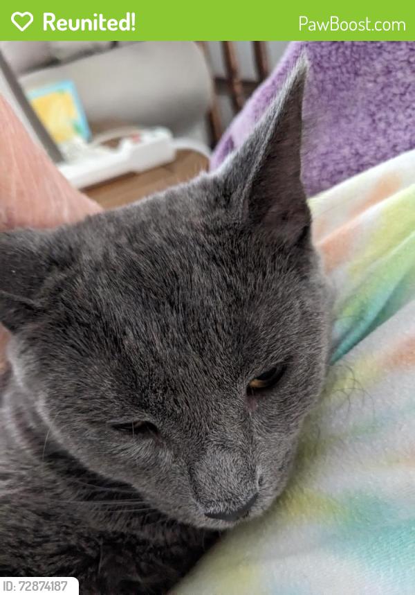 Reunited Male Cat last seen O Ave & 21st Street NW, Cedar Rapids, IA 52405
