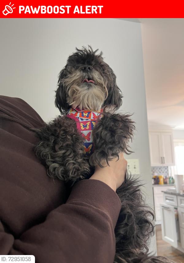 Lost Female Dog last seen Veeder, Berkeley Township, NJ 08721