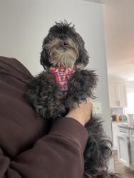 Lost Female Dog last seen Veeder, Berkeley Township, NJ 08721