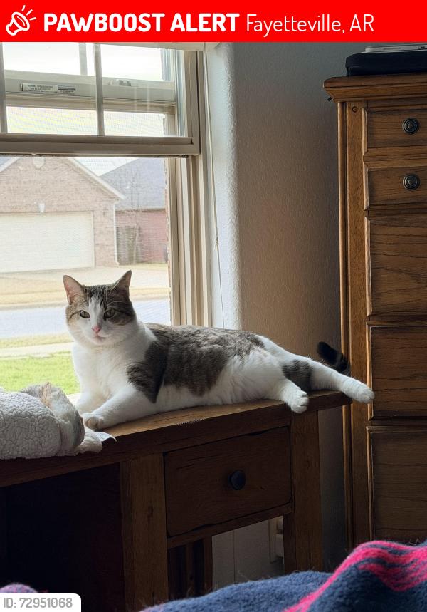 Lost Female Cat last seen Persimmon Place Neighborhood, Fayetteville, AR 72704