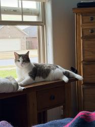 Lost Female Cat last seen Persimmon Place Neighborhood, Fayetteville, AR 72704