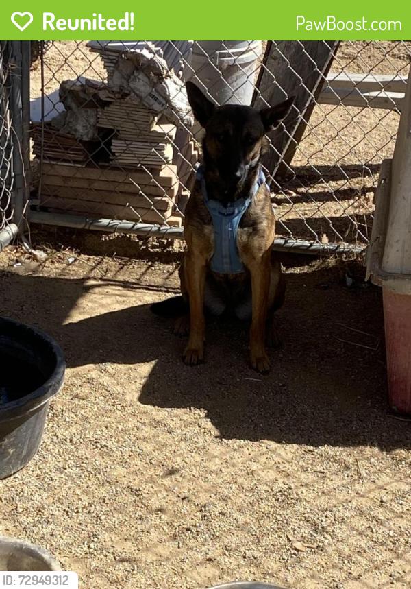 Reunited Female Dog last seen Wickered rd, Menifee, CA 92584