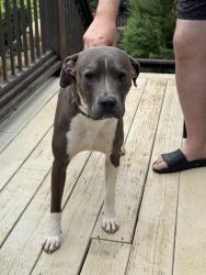 Reunited Male Dog last seen Old Concord Rd/Atlanta Rd Marietta GA, Marietta, GA 30060