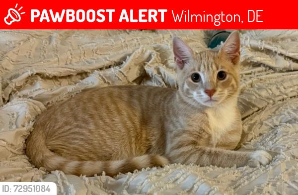 Lost Male Cat last seen Lancaster Ave, Wilmington, DE 19807