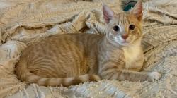 Lost Male Cat last seen Lancaster Ave, Wilmington, DE 19807
