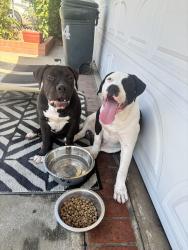 Reunited Male Dog last seen Chiclot st, Baldwin Park, CA 91706