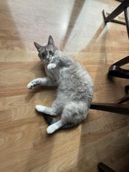 Reunited Male Cat last seen Hillvale Trail N , Oakdale, MN 55128
