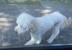 Found/Stray Male Dog last seen Longview and Richland, Fort Worth, TX 76116