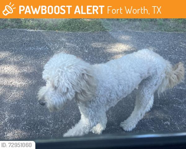 Found/Stray Male Dog last seen Longview and Richland, Fort Worth, TX 76116