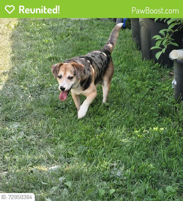 Reunited Male Dog last seen Walking down Elmore ave, Columbus, OH 43224