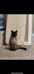 Reunited Male Cat last seen Near Alexandria Dr, Frisco, TX 75035, USA, Frisco, TX 75035