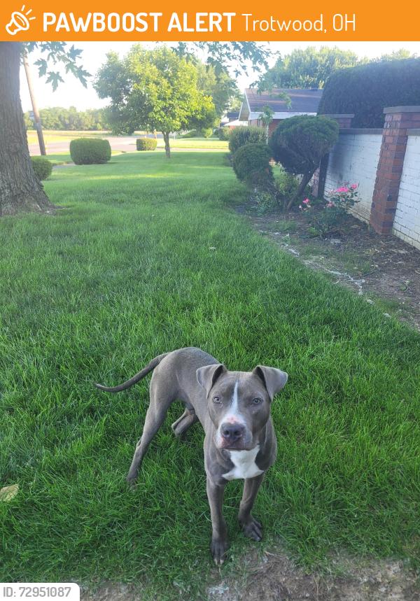 Found/Stray Male Dog last seen Bradfield, Trotwood, OH 45416
