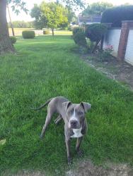 Found/Stray Male Dog last seen Bradfield, Trotwood, OH 45416