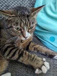 Reunited Female Cat last seen River Heights neighborhood , Lowell, NC 28098