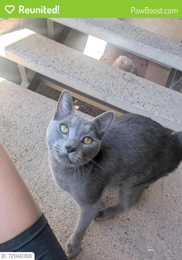 Reunited Unknown Cat last seen Hayden and Camelback rd, Scottsdale, AZ 85251