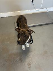 Shelter Stray Female Dog last seen Near S State Street, Midvale, UT, 84047, Taylorsville, UT 84123