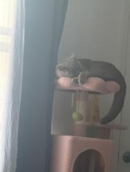 Reunited Female Cat last seen 15th street , Garden City, NY 11530