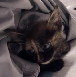 Shelter Stray Female Cat last seen Near 7th Avenue, Escondido, CA, 92026, Escondido, CA 92027