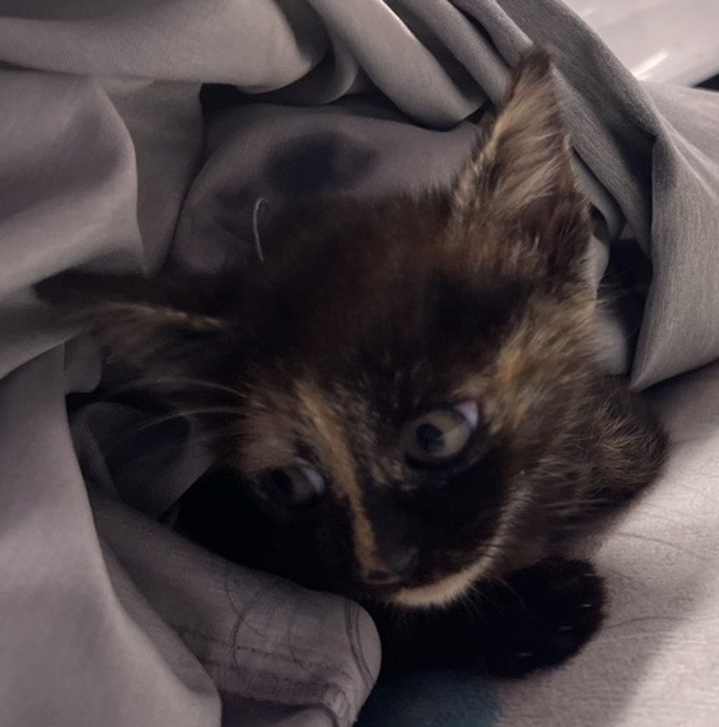 Shelter Stray Female Cat last seen Near 7th Avenue, Escondido, CA, 92026, Escondido, CA 92027