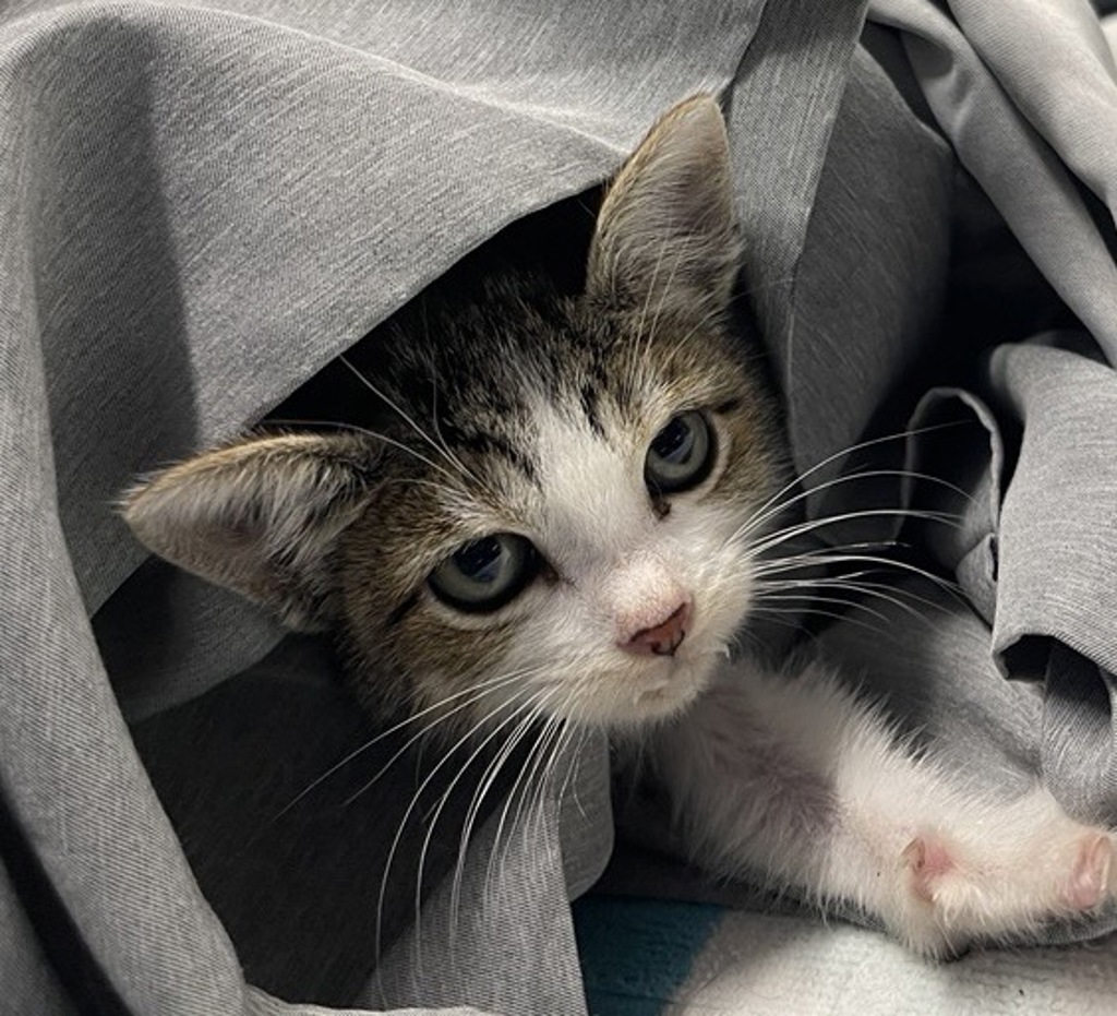 Shelter Stray Female Cat last seen Near 7th Avenue, Escondido, CA, 92026, Escondido, CA 92027