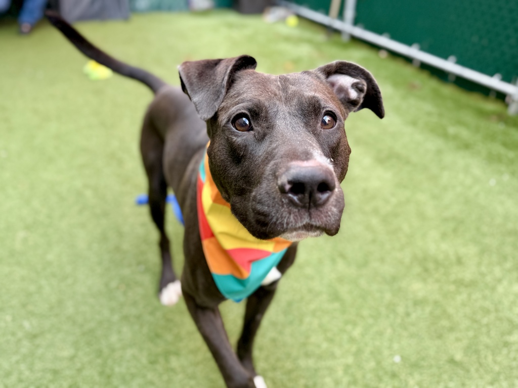 Shelter Stray Male Dog last seen Apt 14H,1368 Webster Avenue, BRONX, NY, 10456, New York, NY 10029