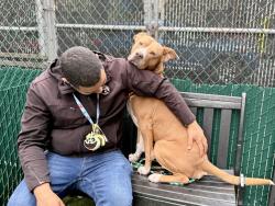 Shelter Stray Male Dog last seen 103rd Street, NEW YORK, NY, 10029, New York, NY 10029