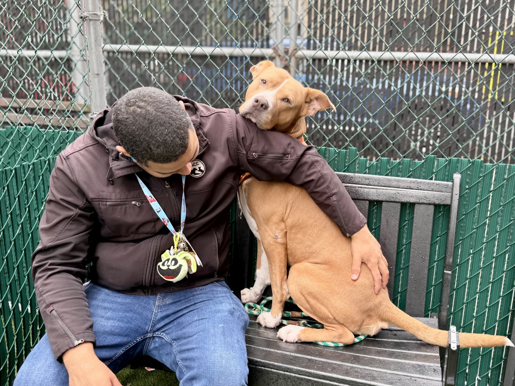Shelter Stray Male Dog last seen 103rd Street, NEW YORK, NY, 10029, New York, NY 10029