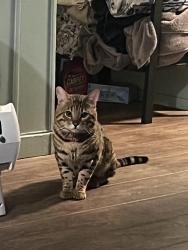 Reunited Male Cat last seen E Bayshore Road & Douglas Ct, Redwood City, CA 94063