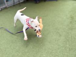 Shelter Stray Female Dog last seen Near E 152nd Street, BRONX, NY, 10455, New York, NY 10029