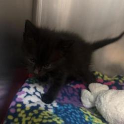 Shelter Stray Male Cat last seen Near E Lincoln Avenue, Escondido, CA, 92026, Escondido, CA 92027
