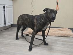 Shelter Stray Male Dog last seen Near Catalina Circle, Oceanside, CA, 92056, Oceanside, CA 92058