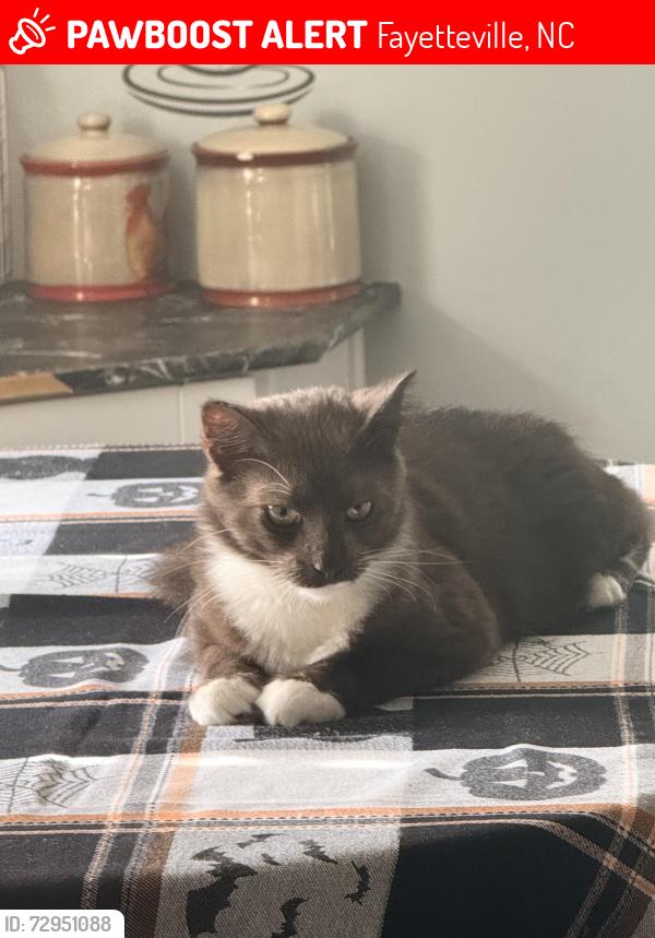 Lost Male Cat last seen Ramsey , Fayetteville, NC 28301