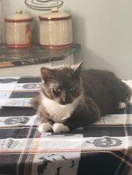 Lost Male Cat last seen Ramsey , Fayetteville, NC 28301