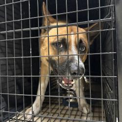 Shelter Stray Male Dog last seen Near Friars Road, San Diego, CA, 92108, San Diego, CA 92110