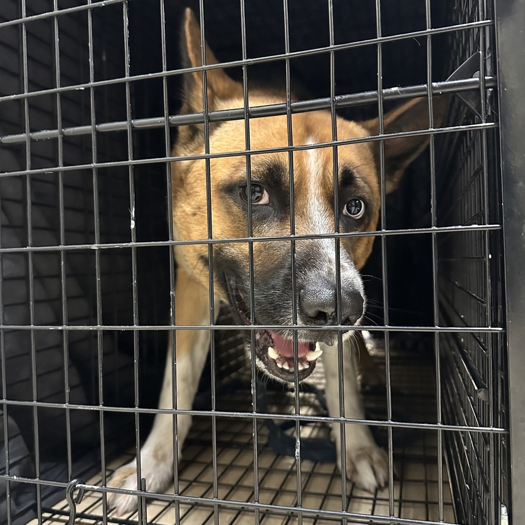 Shelter Stray Male Dog last seen Near Friars Road, San Diego, CA, 92108, San Diego, CA 92110