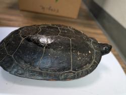 Shelter Stray Male Reptile last seen Near Wahupa Ranch Rd, Escondido, CA, 92029, San Diego, CA 92110