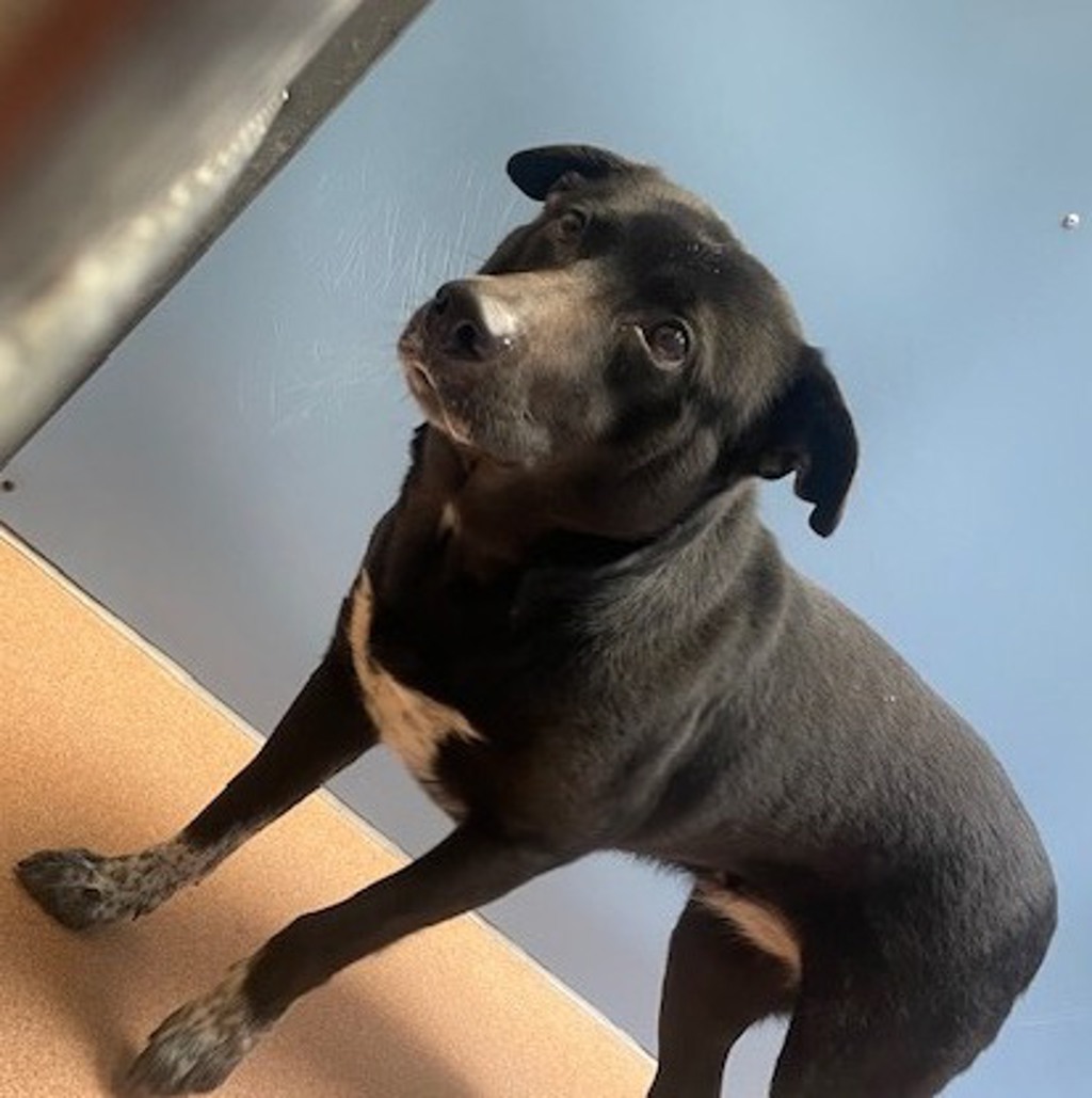 Shelter Stray Female Dog last seen Near E Mission Bay Drive, San Diego, CA, 92109, San Diego, CA 92110