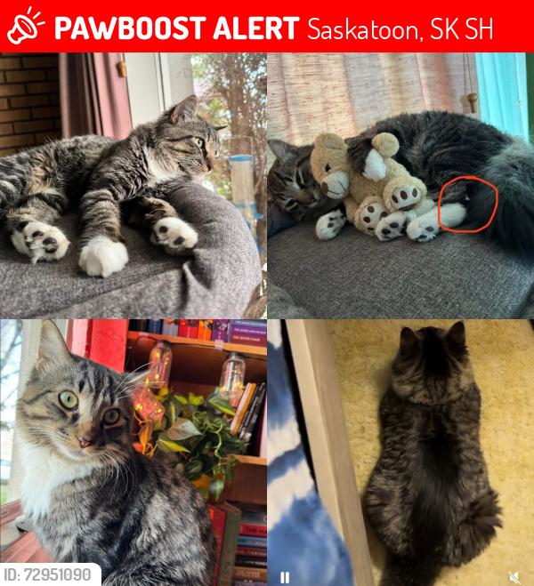 Lost Male Cat last seen 14th street, greystone park and horticulture way, Saskatoon, SK S7H